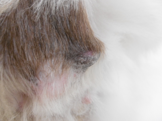 犬の褥瘡 傷口 の治療 立川 国分寺 国立の動物病院なら はごろも動物病院